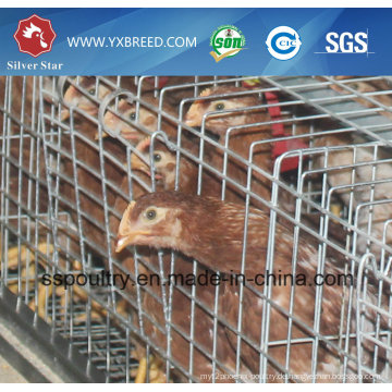 Qualitäts-Hühnerkäfig-China-Lieferant
